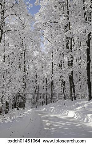 "Snowy forest in winter, Canada, North America" View Large Photo Image Picture - "Snowy forest in winter, Canada, North America". Fotosearch