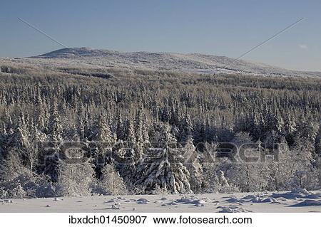 Stock Photo - "Snowy forest in winter, Canada, North America". Fotosearch