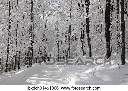 "Snowy forest in winter, Canada, North America" View Large Photo Image Stock Photograph - "Snowy forest in winter, Canada, North America". Fotosearch