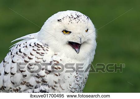 "Snowy Owl, Arctic Owl, Great White Owl, Harfang (Bubo scandiacus) (Nyctea scandiaca), calling" View Large Photo Image Stock Photography - "Snowy Owl, Arctic Owl, Great White Owl, Harfang (Bubo scandiacus) (Nyctea scandiaca), calling". Fotosearch