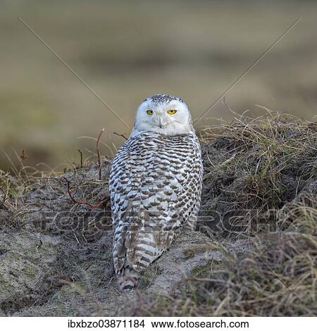 "Snowy Owl (Bubo scandiacus), female in winter area resting in the Marram Grass, Vlieland, West Frisian Islands, province of North Holland, Netherlands" View Large Photo Image Picture - "Snowy Owl (Bubo scandiacus), female in winter area resting in the Marram Grass, Vlieland, West Frisian Islands, province of North Holland, Netherlands". Fotosearch