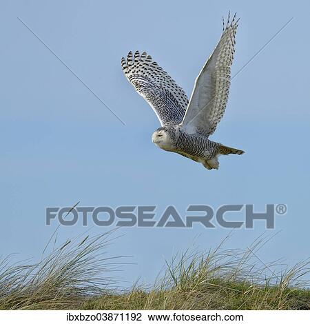 "Snowy Owl (Bubo scandiacus), female flying over a dune area in the winter area, Vlieland, West Frisian Islands, province of North Holland, Netherlands" View Large Photo Image Stock Image - "Snowy Owl (Bubo scandiacus), female flying over a dune area in the winter area, Vlieland, West Frisian Islands, province of North Holland, Netherlands". Fotosearch