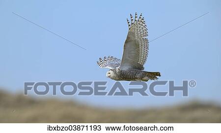 "Snowy Owl (Bubo scandiacus), female flying over a dune area in the winter area, Vlieland, West Frisian Islands, province of North Holland, Netherlands" View Large Photo Image Stock Image - "Snowy Owl (Bubo scandiacus), female flying over a dune area in the winter area, Vlieland, West Frisian Islands, province of North Holland, Netherlands". Fotosearch