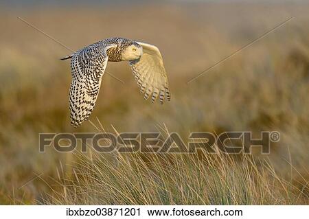 "Snowy Owl (Bubo scandiacus), female flying over its winter area, evening light, Vlieland, West Frisian Islands, province of North Holland, Netherlands" View Large Photo Image Stock Image - "Snowy Owl (Bubo scandiacus), female flying over its winter area, evening light, Vlieland, West Frisian Islands, province of North Holland, Netherlands". Fotosearch