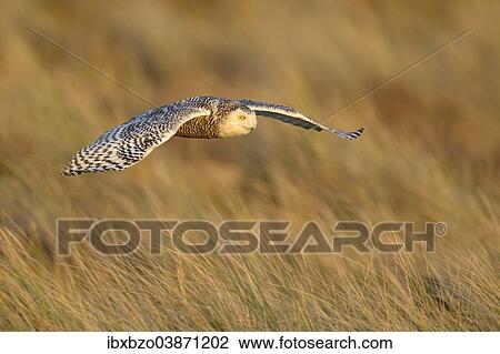 "Snowy Owl (Bubo scandiacus), female flying over its winter area, evening light, Vlieland, West Frisian Islands, province of North Holland, Netherlands" View Large Photo Image Stock Image - "Snowy Owl (Bubo scandiacus), female flying over its winter area, evening light, Vlieland, West Frisian Islands, province of North Holland, Netherlands". Fotosearch