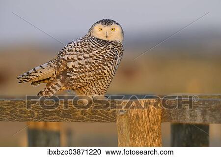 "Snowy Owl (Bubo scandiacus), female resting on a wooden fence in its winter area, evening light, Vlieland, West Frisian Islands, province of North Holland, Netherlands" View Large Photo Image Stock Image - "Snowy Owl (Bubo scandiacus), female resting on a wooden fence in its winter area, evening light, Vlieland, West Frisian Islands, province of North Holland, Netherlands". Fotosearch