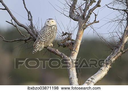 "Snowy Owl (Bubo scandiacus), female resting on a birch in the winter area, Vlieland, West Frisian Islands, province of North Holland, Netherlands" View Large Photo Image Stock Photo - "Snowy Owl (Bubo scandiacus), female resting on a birch in the winter area, Vlieland, West Frisian Islands, province of North Holland, Netherlands". Fotosearch