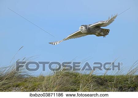 "Snowy Owl (Bubo scandiacus), female flying over a dune area in the winter area, Vlieland, West Frisian Islands, province of North Holland, Netherlands" View Large Photo Image Stock Photograph - "Snowy Owl (Bubo scandiacus), female flying over a dune area in the winter area, Vlieland, West Frisian Islands, province of North Holland, Netherlands". Fotosearch