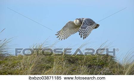 "Snowy Owl (Bubo scandiacus), female flying over a dune area in the winter area, Vlieland, West Frisian Islands, province of North Holland, Netherlands" View Large Photo Image Stock Photography - "Snowy Owl (Bubo scandiacus), female flying over a dune area in the winter area, Vlieland, West Frisian Islands, province of North Holland, Netherlands". Fotosearch