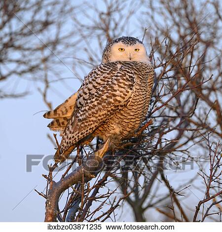 "Snowy Owl (Bubo scandiacus), female resting on an old birch in its winter area, evening light, Vlieland, West Frisian Islands, province of North Holland, Netherlands" View Large Photo Image Stock Photography - "Snowy Owl (Bubo scandiacus), female resting on an old birch in its winter area, evening light, Vlieland, West Frisian Islands, province of North Holland, Netherlands". Fotosearch