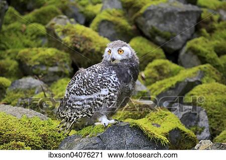 Stock Image - "Snowy Owl (Nyctea scandiaca), young bird, captive, Rhineland-Palatinate, Germany, Europe". Fotosearch