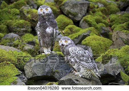 Stock Image - "Snowy Owls (Nyctea scandiaca), two young birds, captive, Rhineland-Palatinate, Germany, Europe". Fotosearch