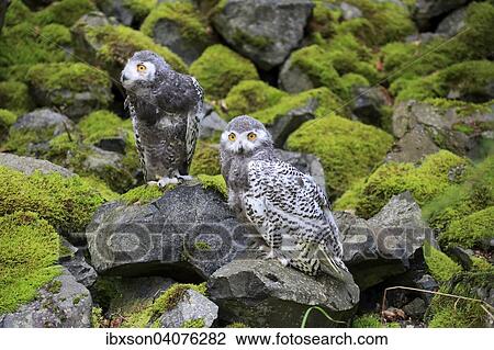 Stock Image - "Snowy Owls (Nyctea scandiaca), two young birds, captive, Rhineland-Palatinate, Germany, Europe". Fotosearch