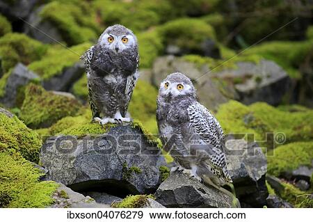 "Snowy Owls (Nyctea scandiaca), two young birds, captive, Rhineland-Palatinate, Germany, Europe" View Large Photo Image Stock Photo - "Snowy Owls (Nyctea scandiaca), two young birds, captive, Rhineland-Palatinate, Germany, Europe". Fotosearch