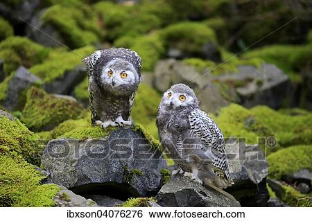 "Snowy Owls (Nyctea scandiaca), two young birds, captive, Rhineland-Palatinate, Germany, Europe" View Large Photo Image Stock Photograph - "Snowy Owls (Nyctea scandiaca), two young birds, captive, Rhineland-Palatinate, Germany, Europe". Fotosearch