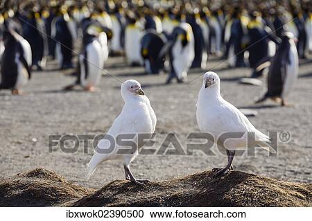 Stock Image - "Snowy Sheathbill or Pale-faced Sheathbill (Chionis alba), South Georgia, Subantarctic, Antarctica". Fotosearch