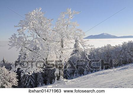 "Snowy tree, in the back Mt. Schneeberg, Mt. Unterberg, Lower Austria, Austria, Europe" View Large Photo Image Stock Image - "Snowy tree, in the back Mt. Schneeberg, Mt. Unterberg, Lower Austria, Austria, Europe". Fotosearch