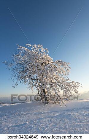 Stock Photo - "Snowy tree in the evening light, winter landscape on the Gaisberg, Salzburg, Austria, Europe". Fotosearch