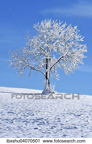 "Snowy tree, Zugerberg mountain, Canton of Zug, Switzerland, Europe" View Large Photo Image Stock Image - "Snowy tree, Zugerberg mountain, Canton of Zug, Switzerland, Europe". Fotosearch