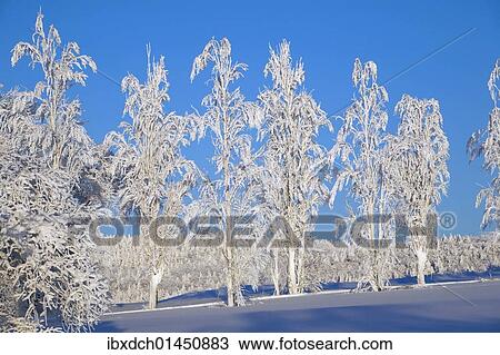 "Snowy trees, winter, Canada, North America" View Large Photo Image Stock Image - "Snowy trees, winter, Canada, North America". Fotosearch