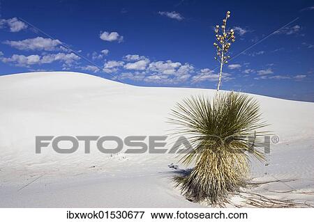 "Soaptree Yucca (Yucca elata) in dunes, White Sands National Monument, New Mexico, USA, North America" View Large Photo Image Stock Photo - "Soaptree Yucca (Yucca elata) in dunes, White Sands National Monument, New Mexico, USA, North America". Fotosearch
