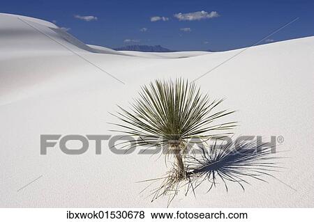 "Soaptree Yucca (Yucca elata) in dunes, White Sands National Monument, New Mexico, USA, North America" View Large Photo Image Stock Photo - "Soaptree Yucca (Yucca elata) in dunes, White Sands National Monument, New Mexico, USA, North America". Fotosearch