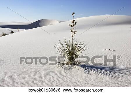 "Soaptree Yucca (Yucca elata) in dunes, White Sands National Monument, New Mexico, USA, North America" View Large Photo Image Stock Photograph - "Soaptree Yucca (Yucca elata) in dunes, White Sands National Monument, New Mexico, USA, North America". Fotosearch