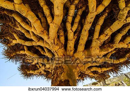 Picture - "Socotra Dragon Tree or Dragon Blood Tree (Dracaena cinnabari), Homhil protected area, island of Socotra, Yemen, Asia". Fotosearch