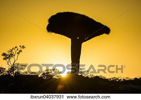 "Socotra Dragon Tree or Dragon Blood Tree (Dracaena cinnabari), Dixsam plateau, Socotra, Yemen, Asia" View Large Photo Image Stock Image - "Socotra Dragon Tree or Dragon Blood Tree (Dracaena cinnabari), Dixsam plateau, Socotra, Yemen, Asia". Fotosearch