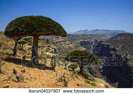 "Socotra Dragon Tree or Dragon Blood Tree (Dracaena cinnabari) in front of a canyon, Dixsam plateau, Socotra, Yemen, Asia" View Large Photo Image Stock Photo - "Socotra Dragon Tree or Dragon Blood Tree (Dracaena cinnabari) in front of a canyon, Dixsam plateau, Socotra, Yemen, Asia". Fotosearch