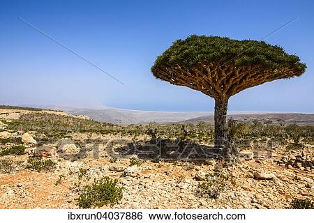 Stock Photograph - "Socotra Dragon Tree or Dragon Blood Tree (Dracaena cinnabari), Dixsam plateau, Socotra, Yemen, Asia". Fotosearch