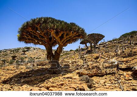 "Socotra Dragon Trees or Dragon Blood Trees (Dracaena cinnabari), Homhil protected area, island of Socotra, Yemen, Asia" View Large Photo Image Stock Photo - "Socotra Dragon Trees or Dragon Blood Trees (Dracaena cinnabari), Homhil protected area, island of Socotra, Yemen, Asia". Fotosearch