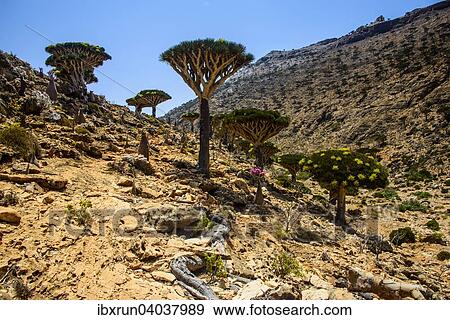 Stock Photo - "Socotra Dragon Trees or Dragon Blood Trees (Dracaena cinnabari), Homhil protected area, island of Socotra, Yemen, Asia". Fotosearch