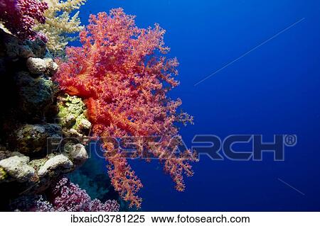 "Soft Coral (Alcyonacea), Red Sea, Egypt, Africa" View Large Photo Image Stock Photography - "Soft Coral (Alcyonacea), Red Sea, Egypt, Africa". Fotosearch