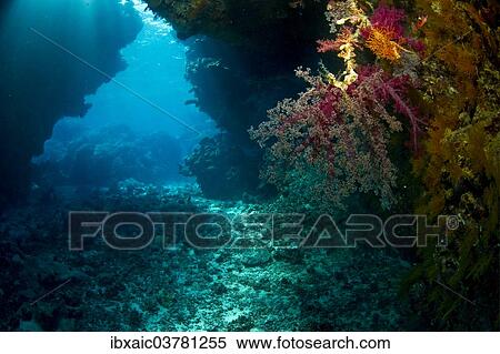 Stock Photography - "Soft Coral (Alcyonacea), Red Sea, Egypt, Africa". Fotosearch