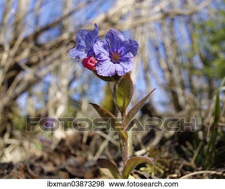 "Soft Lungwort (Pulmonaria mollis), Isarauen, Bavaria, Germany, Europe" View Large Photo Image Stock Photo - "Soft Lungwort (Pulmonaria mollis), Isarauen, Bavaria, Germany, Europe". Fotosearch