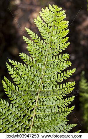 Stock Image - "Soft shield fern (Polystichum setiferum), North Rhine-Westphalia, Germany, Europe". Fotosearch