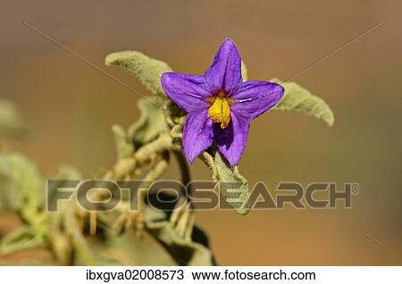 "Solanum burchelli, Goegap Nature Reserve, Namaqualand, South Africa, Africa" View Large Photo Image Stock Image - "Solanum burchelli, Goegap Nature Reserve, Namaqualand, South Africa, Africa". Fotosearch