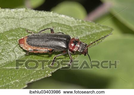 "Soldier Beetle (Cantharis fusca), Untergroningen, Abtsgmuend, Baden-Wurttemberg, Germany, Europe" View Large Photo Image Stock Photograph - "Soldier Beetle (Cantharis fusca), Untergroningen, Abtsgmuend, Baden-Wurttemberg, Germany, Europe". Fotosearch