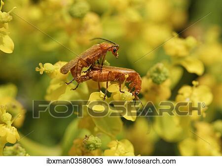 "Soldier beetles (Cantharidae) mating on a Spurge flower (Euphorbia acanthothamnos), Datca, Datca Peninsula, Mugla Province, Aegean, Turkey, Asia" View Large Photo Image Stock Image - "Soldier beetles (Cantharidae) mating on a Spurge flower (Euphorbia acanthothamnos), Datca, Datca Peninsula, Mugla Province, Aegean, Turkey, Asia". Fotosearch