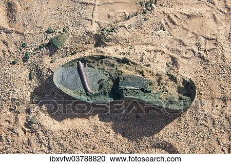 "Sole of an old shoe lying in the sand, Sossusvlei, Namib Naukluft Park, Namibia, Africa" View Large Photo Image Stock Image - "Sole of an old shoe lying in the sand, Sossusvlei, Namib Naukluft Park, Namibia, Africa". Fotosearch