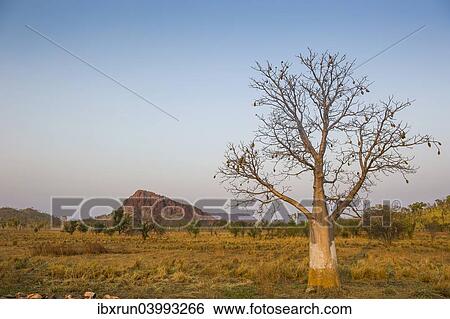 "Solitary Baobab Tree (Adansonia sp. ), Kimberley, Western Australia" View Large Photo Image Stock Photograph - "Solitary Baobab Tree (Adansonia sp. ), Kimberley, Western Australia". Fotosearch
