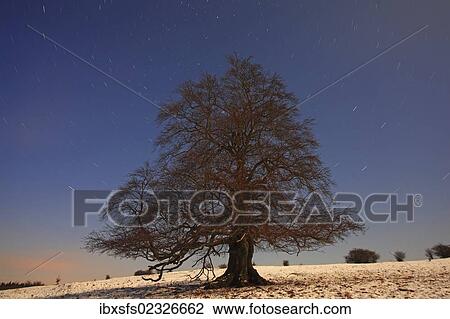 Stock Image - "Solitary beech tree in winter, long exposure with stellar orbits, Mt Knoten, Hoher Westerwald region, Hesse, Germany, Europe". Fotosearch