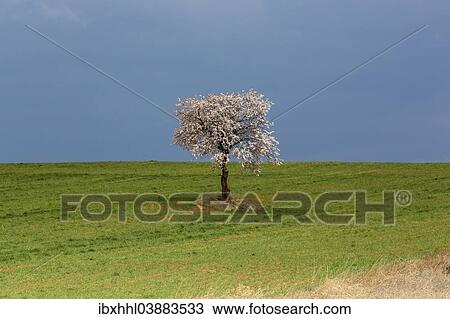 "Solitary blossoming tree in a field, Valencia, Spain, Europe" View Large Photo Image Stock Image - "Solitary blossoming tree in a field, Valencia, Spain, Europe". Fotosearch