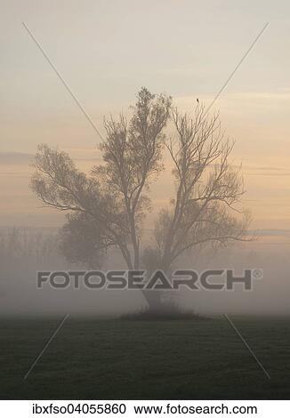 Stock Image - "Solitary Crack Willow or Brittle Willow (Salix fragilis), in the fog at sunrise, Lower Saxony, Germany, Europe". Fotosearch