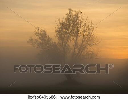 "Solitary Crack Willow or Brittle Willow (Salix fragilis), in the fog at sunrise, Lower Saxony, Germany, Europe" View Large Photo Image Stock Image - "Solitary Crack Willow or Brittle Willow (Salix fragilis), in the fog at sunrise, Lower Saxony, Germany, Europe". Fotosearch