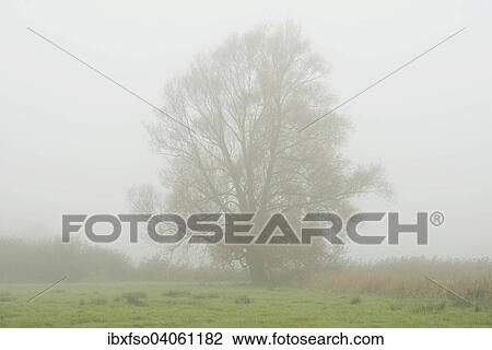 Stock Image - "Solitary Crack Willow or Brittle Willow (Salix fragilis) in the fog, Lower Saxony, Germany, Europe". Fotosearch