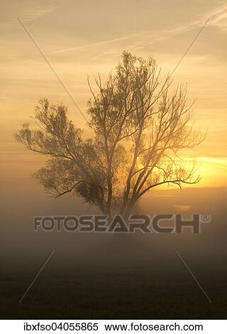 "Solitary Crack Willow or Brittle Willow (Salix fragilis), in the fog at sunrise, Lower Saxony, Germany, Europe" View Large Photo Image Stock Photography - "Solitary Crack Willow or Brittle Willow (Salix fragilis), in the fog at sunrise, Lower Saxony, Germany, Europe". Fotosearch