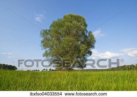 "Solitary crack willow (Salix fragilis), Lower Saxony, Germany, Europe" View Large Photo Image Picture - "Solitary crack willow (Salix fragilis), Lower Saxony, Germany, Europe". Fotosearch