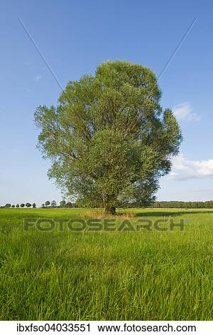 "Solitary crack willow (Salix fragilis), Lower Saxony, Germany, Europe" View Large Photo Image Stock Image - "Solitary crack willow (Salix fragilis), Lower Saxony, Germany, Europe". Fotosearch